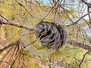 Pine cone branch