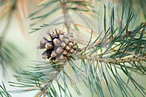 Pine cone on a branch close-up