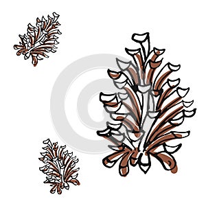 Pine cone and branch of fir tree, isolated on white background. Vector vintage black engraving illustration.