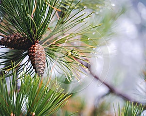 Pine cone on a branch in the forest in raindrops natural background and texture