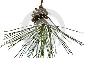 Pine cone on branch isolated on white