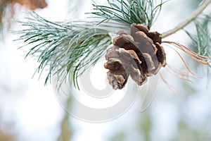 Pine cone on branch with snow photo