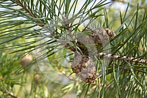 Pine cone on a branch. Young green closed pine cone on a pine tree in the wild nature in the forest. Organic herbal