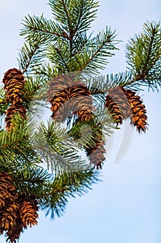 Pine Cone And Branches. Douglas fir tree with cones on the blue sky in the background
