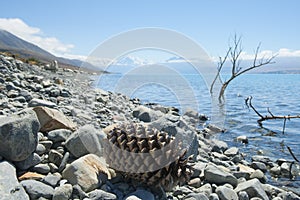 Pine cone and branches on lake edge as scenic or tourism background image Lake Pukaki