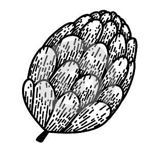 Pine cone in cartoon doodle style on white background. Sketch drawing, linear illustration