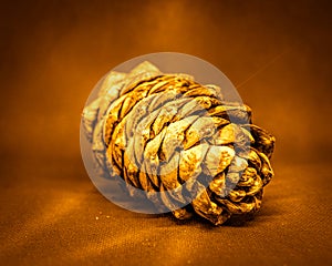 Pine cone, cedar bump on uniform background