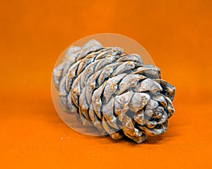 Pine cone, cedar bump on uniform background