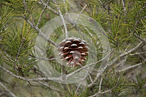 pine cone in the center photo