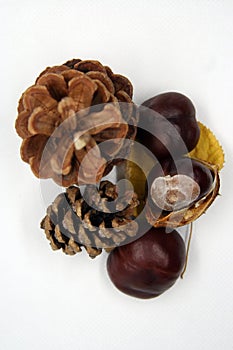 Pine cone and chestnut. Autumn nature symbols.