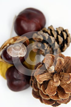 Pine cone and chestnut. Autumn nature symbols.