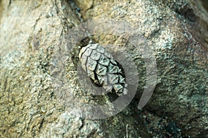 Pine cone in clear water against the background of stones