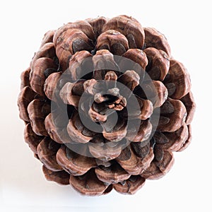 Pine cone