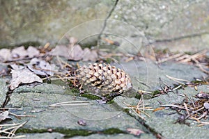 Pine cone close-up