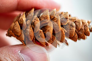 Pine cone from close up