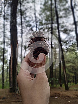 Pine cone close-up with blurred forest background