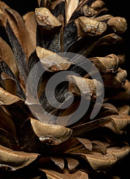 Pine cone closeup, macro view