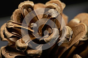 Pine cone closeup, macro view from the top