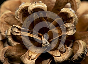 Pine cone closeup, macro view from the top