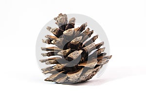 Pine cone