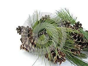 Pine cone cluster