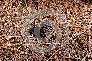 Pine Cone in Coniferous forest