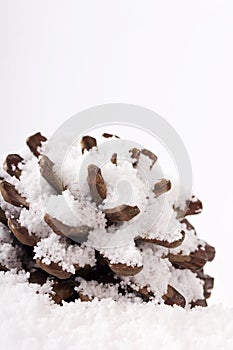 Pine cone covered in white fluffy snow