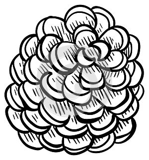 Pine cone - design element in pencil drawing style