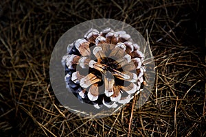 Pine cone in dramatic light in dry grass