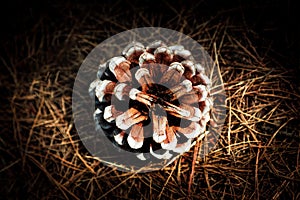 Pine cone in dramatic light in dry grass