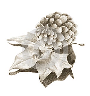 Pine cone with dried maple leaf