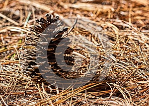 Pine cone on dried pine needles in the early morning light