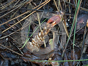 Pine Cone Eaten By Squirrel