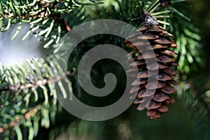 Pine Cone and Evergreen