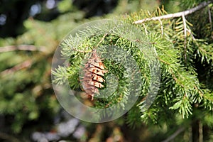 Pine cone on the evergreen pine tree branch