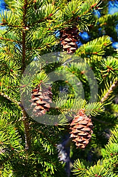 Pine cone on the evergreen pine tree branch, group on Fir, conifer, spruce close up in Utah, blurred background on a hike in the R