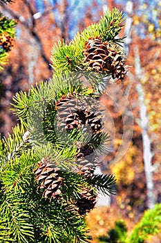 Pine cone on the evergreen pine tree branch, group on Fir, conifer, spruce close up in Utah, blurred background on a hike in the R