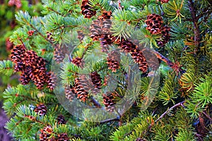 Pine cone on the evergreen pine tree branch, group on Fir, conifer, spruce close up in Utah, blurred background on a hike in the R