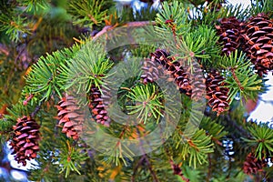 Pine cone on the evergreen pine tree branch, group on Fir, conifer, spruce close up in Utah, blurred background on a hike in the R