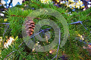 Pine cone on the evergreen pine tree branch, group on Fir, conifer, spruce close up in Utah, blurred background on a hike in the R