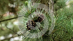 Pine cone on evergreen tree branch and green needles close up.