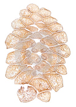 Pine cone, female strobilus, longitudinal section, 8X light micrograph