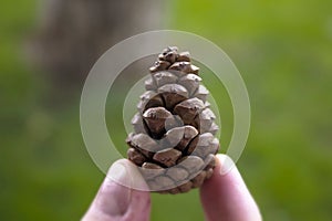 Pine cone and fingers in forets photo