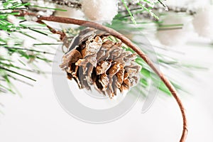 Pine cone with fir branches macro