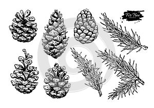 Pine cone and fir tree set. Botanical hand drawn vector