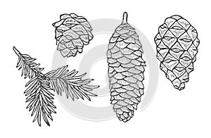 Pine cone and fir tree set.