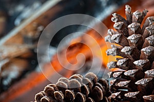 Pine cone on a fire background