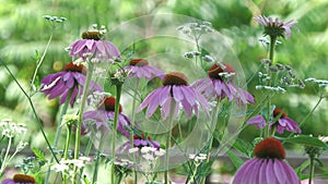 Pine cone flowers gently swaying in the breeze