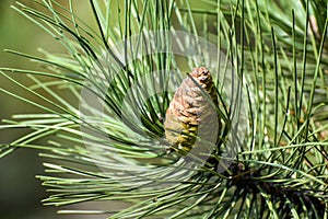 A pine cone on a fluffy green branch, nature background