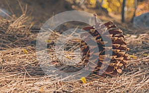 Pine Cone on the forest floor